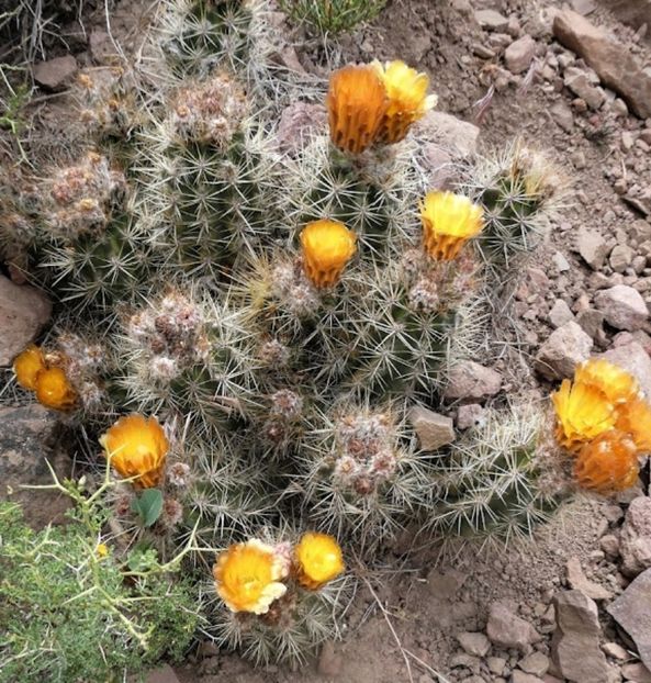  - Austrocactus Coxii