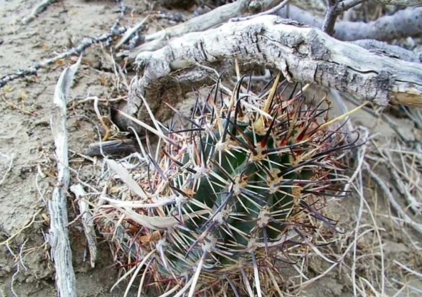  - Austrocactus Coxii