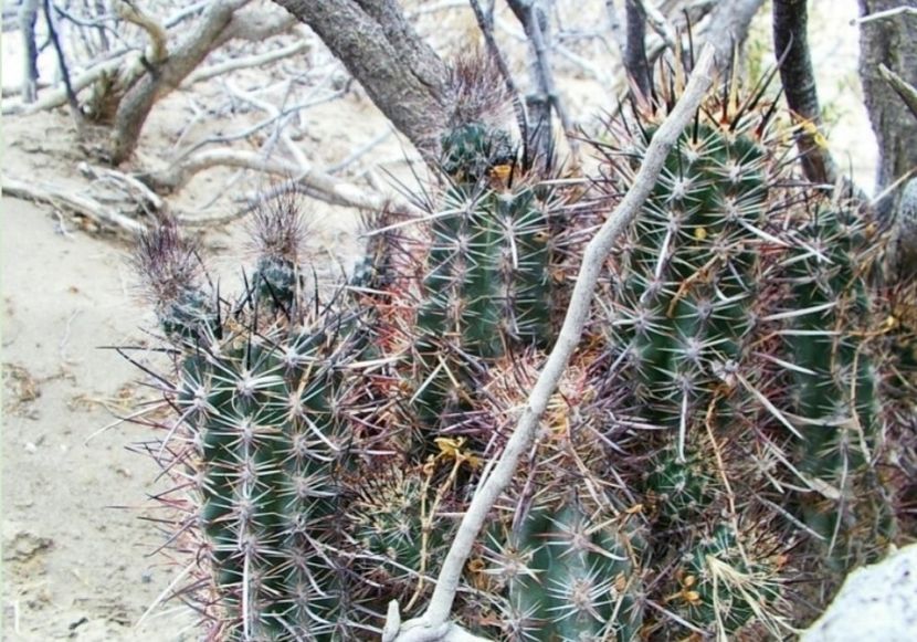  - Austrocactus Coxii