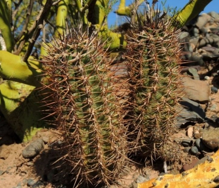  - Austrocactus Coxii