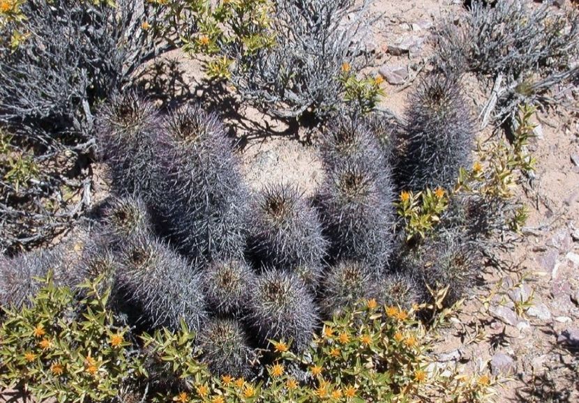  - Austrocactus Coxii