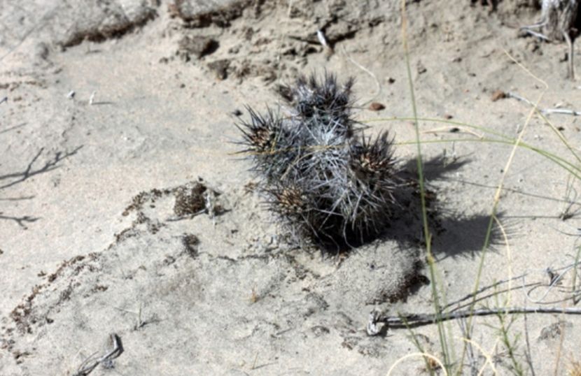  - Austrocactus Coxii