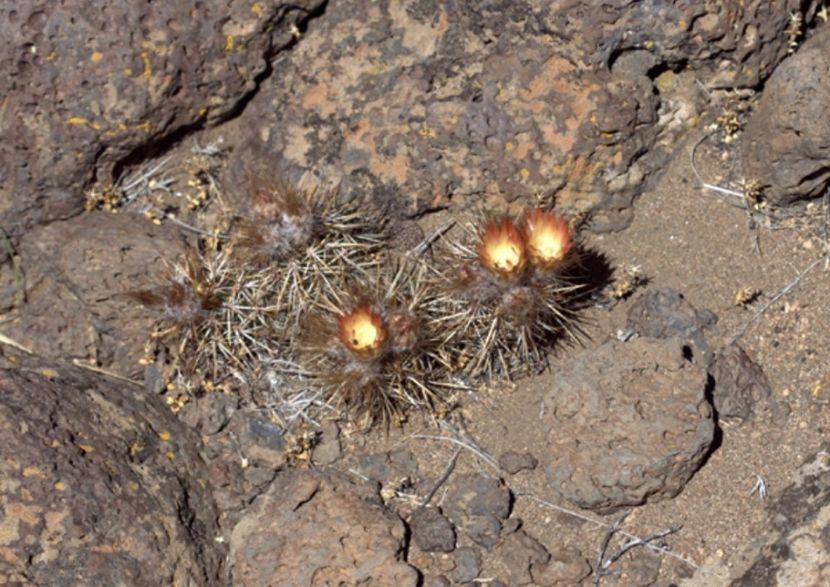  - Austrocactus Coxii