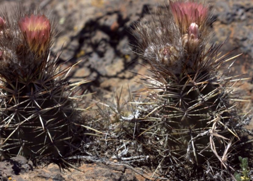  - Austrocactus Coxii