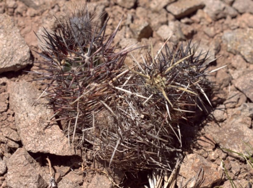  - Austrocactus Coxii