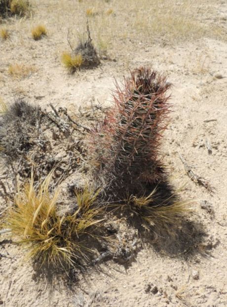  - Austrocactus Coxii