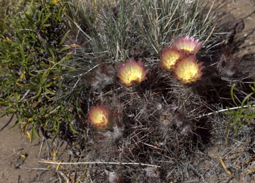  - Austrocactus Coxii