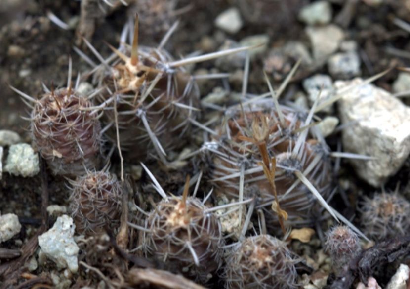  - Austrocactus Coxii