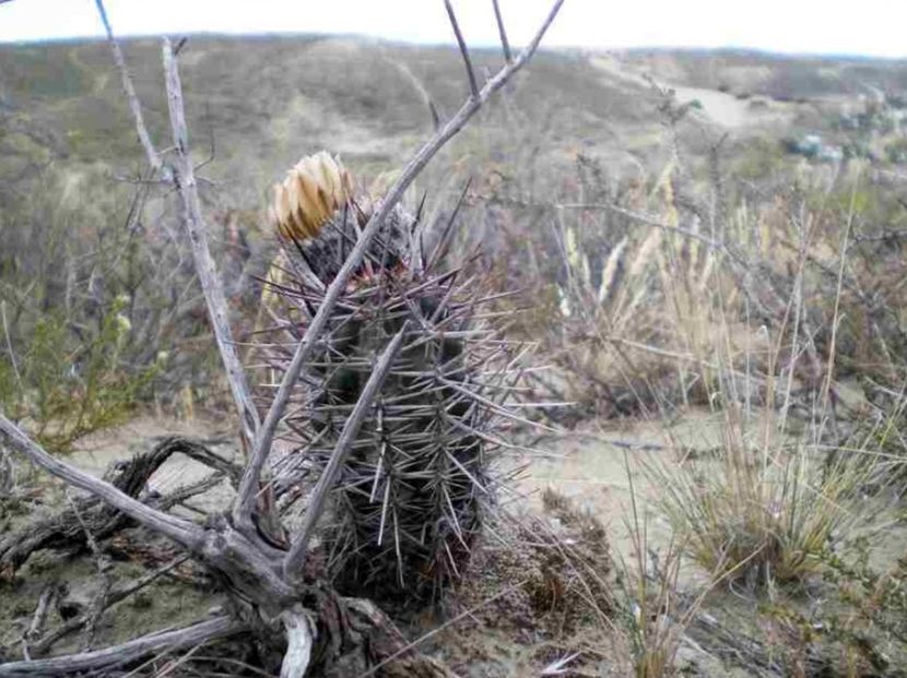  - Austrocactus Coxii