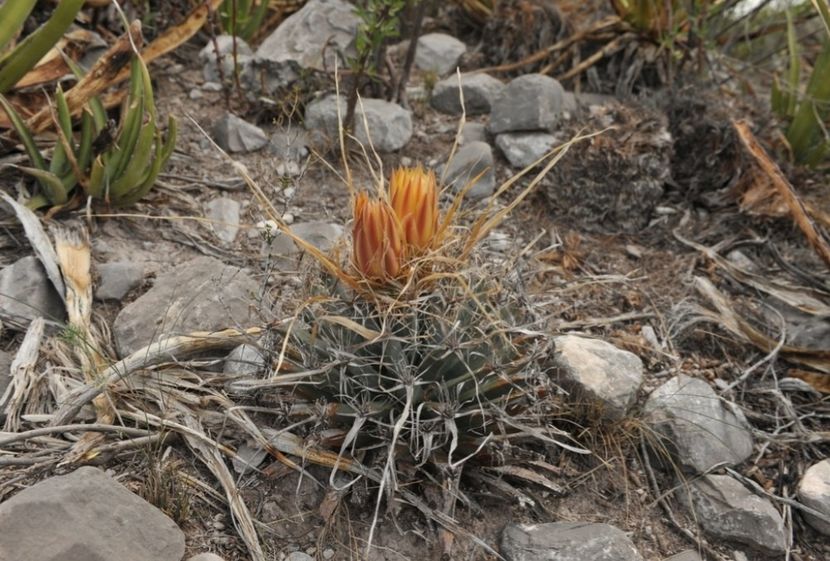  - Anhalonium Leuchtenbergii