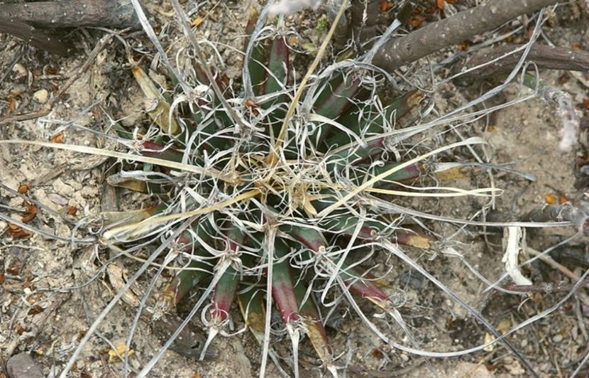  - Anhalonium Leuchtenbergii