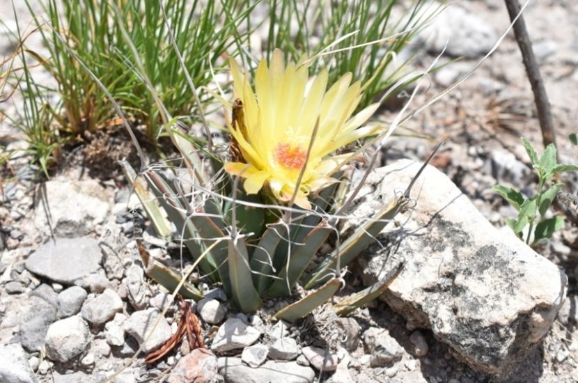  - Anhalonium Leuchtenbergii