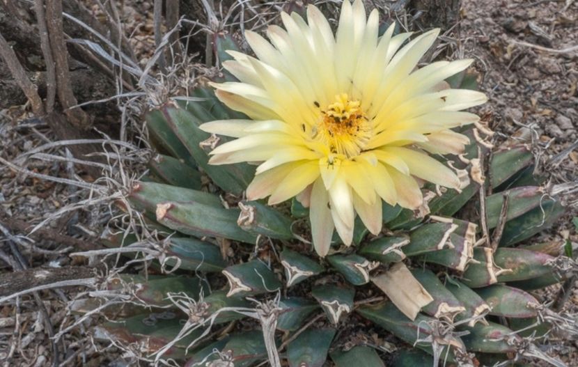  - Anhalonium Leuchtenbergii