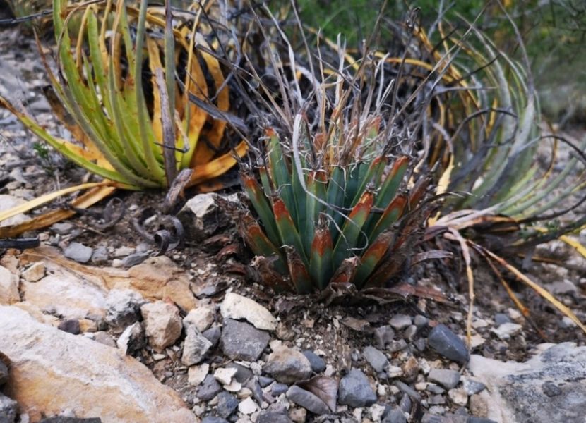  - Anhalonium Leuchtenbergii