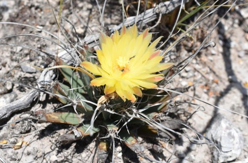  - Anhalonium Leuchtenbergii