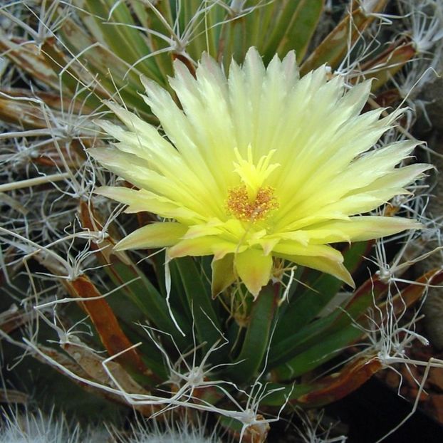  - Anhalonium Leuchtenbergii