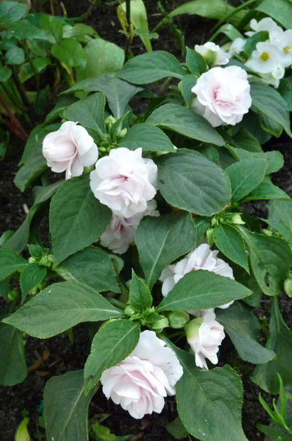  - 2024 - 01 - Primavara