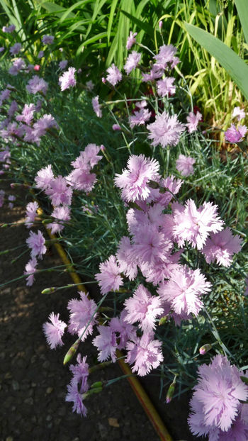  - 2024 - 01 - Primavara