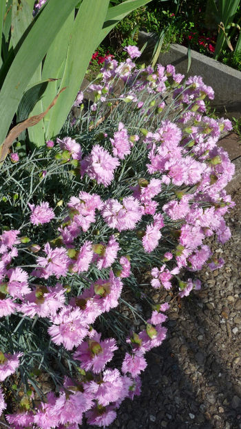  - 2024 - 01 - Primavara