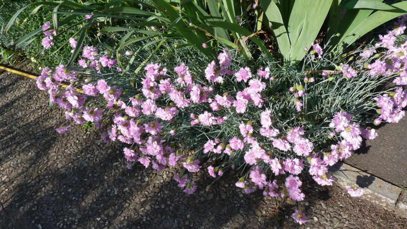  - 2024 - 01 - Primavara