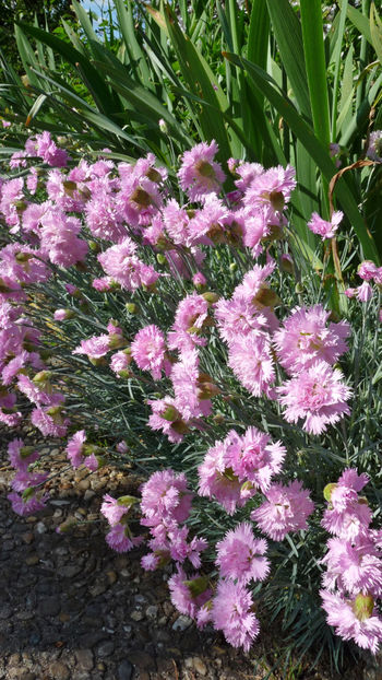  - 2024 - 01 - Primavara