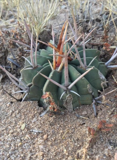  - Echinofossulocactus Coptonogonus