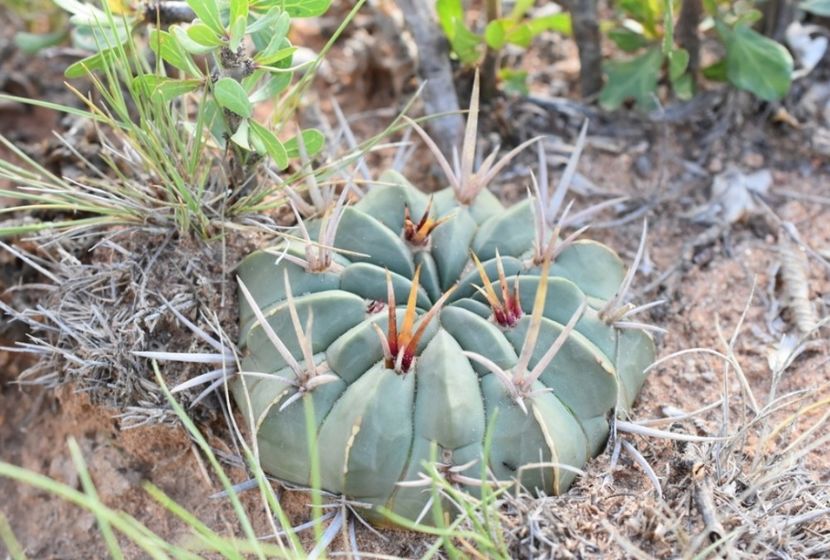  - Echinofossulocactus Coptonogonus