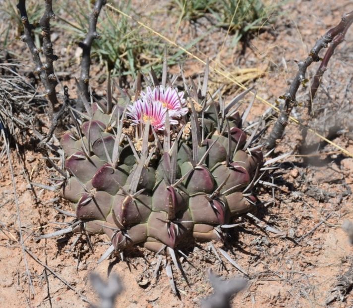  - Echinofossulocactus Coptonogonus
