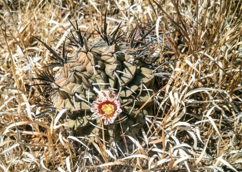  - Echinofossulocactus Coptonogonus