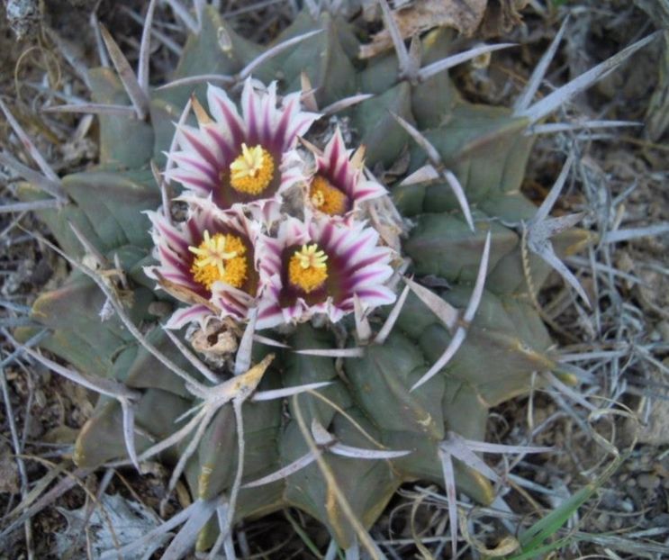  - Echinofossulocactus Coptonogonus