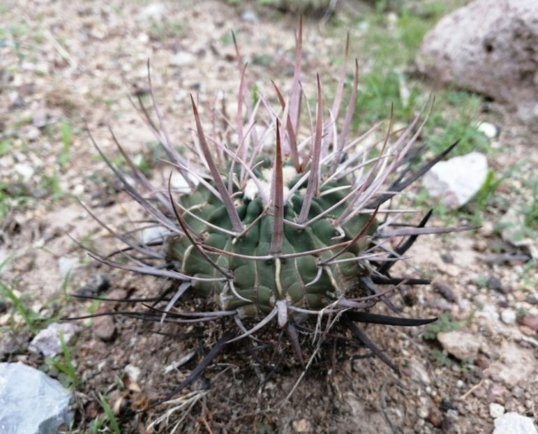  - Echinofossulocactus Coptonogonus