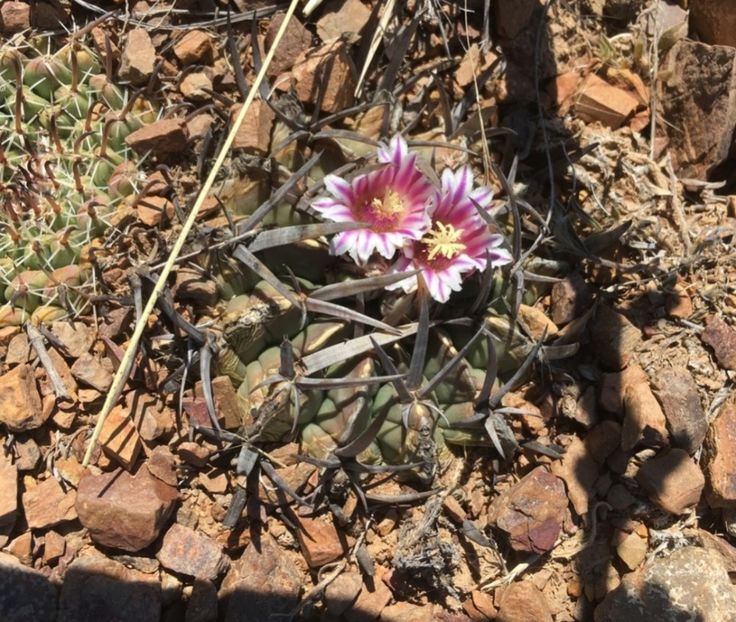  - Echinofossulocactus Coptonogonus