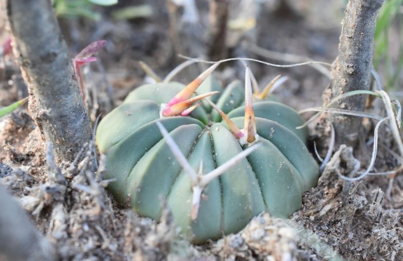  - Echinofossulocactus Coptonogonus