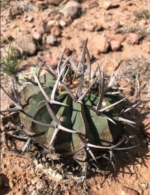  - Echinofossulocactus Coptonogonus