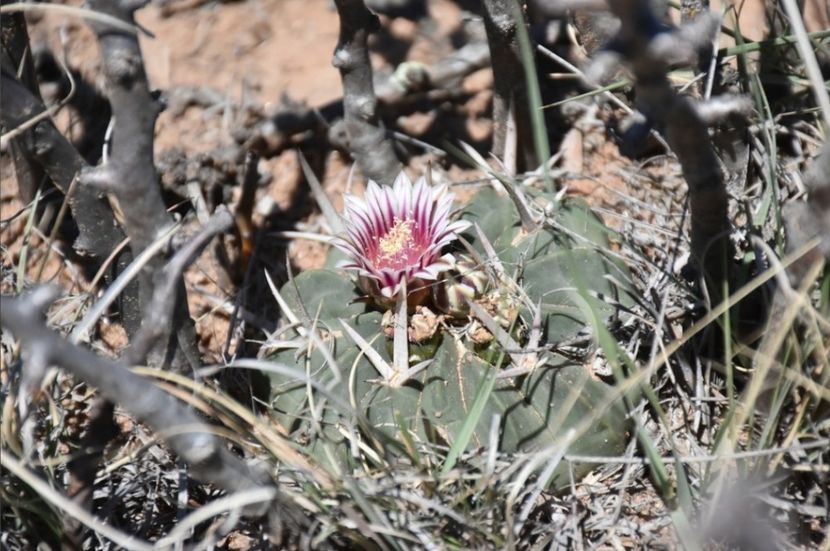  - Echinofossulocactus Coptonogonus