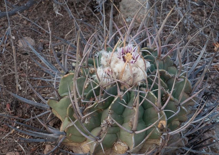  - Echinofossulocactus Coptonogonus