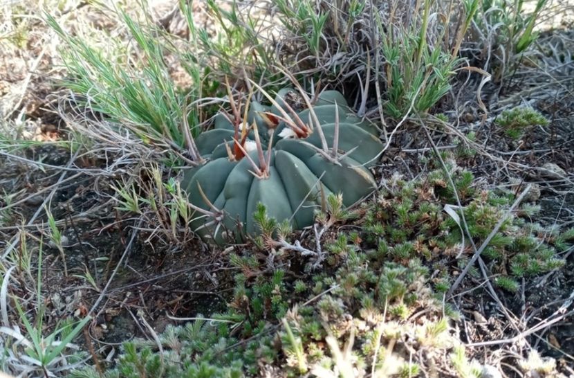  - Echinofossulocactus Coptonogonus