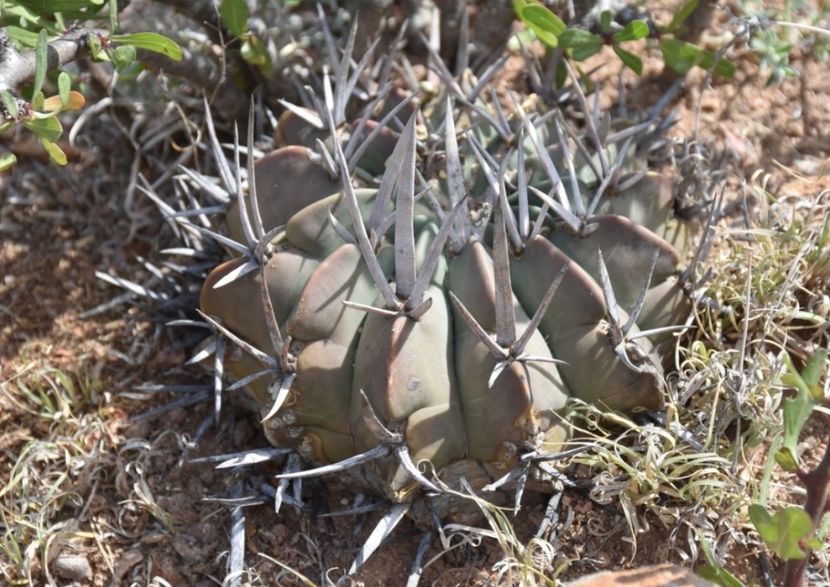  - Echinofossulocactus Coptonogonus