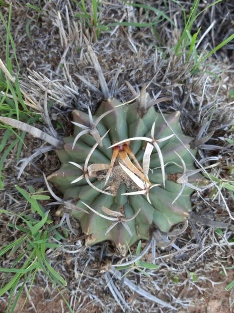  - Echinofossulocactus Coptonogonus