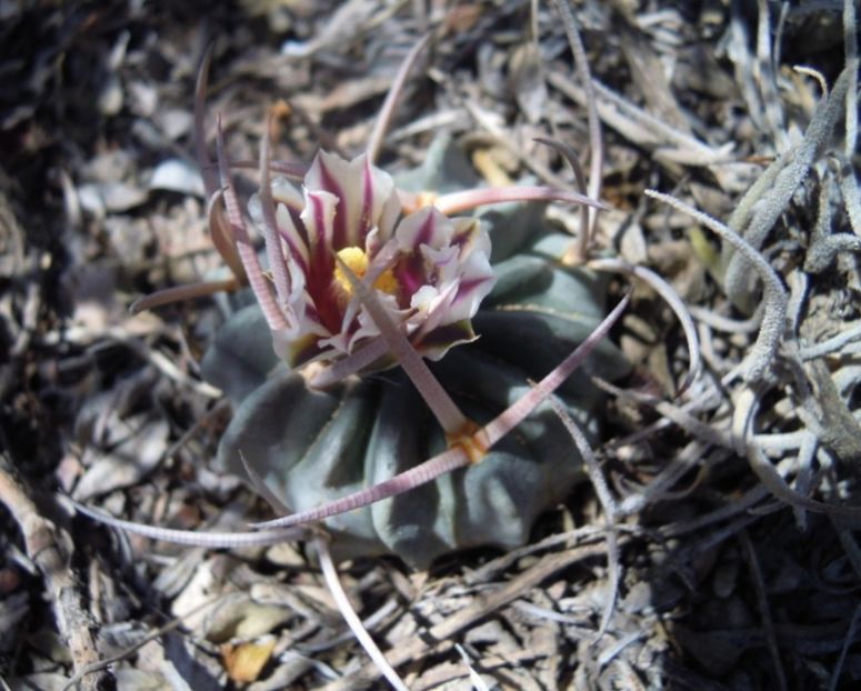  - Echinofossulocactus Coptonogonus