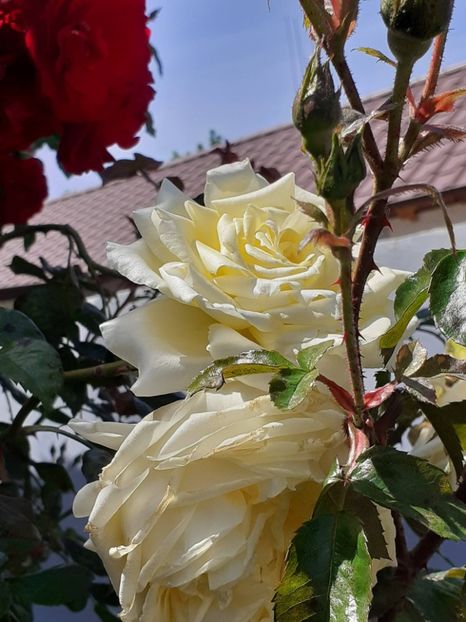  - 01 TRANDAFIRI 2024