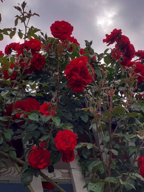  - 01 TRANDAFIRI 2024