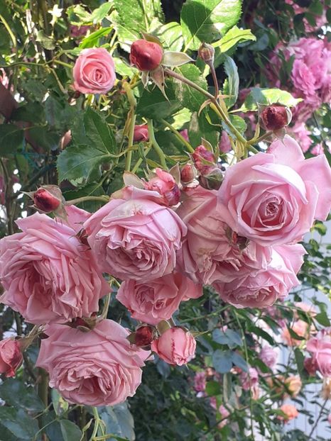  - 01 TRANDAFIRI 2024