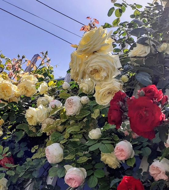 20240521_141113~2 - 01 TRANDAFIRI 2024