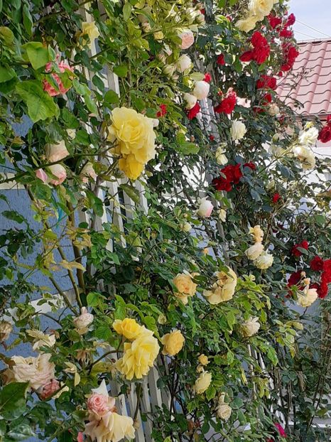  - 01 TRANDAFIRI 2024