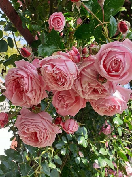  - 01 TRANDAFIRI 2024