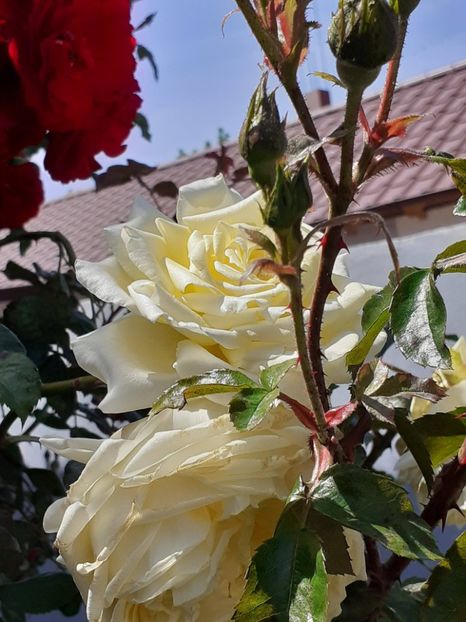  - 01 TRANDAFIRI 2024