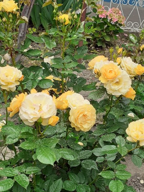  - 01 TRANDAFIRI 2024