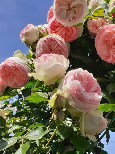  - 01 TRANDAFIRI 2024