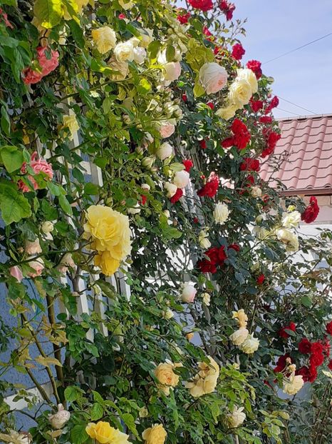  - 01 TRANDAFIRI 2024